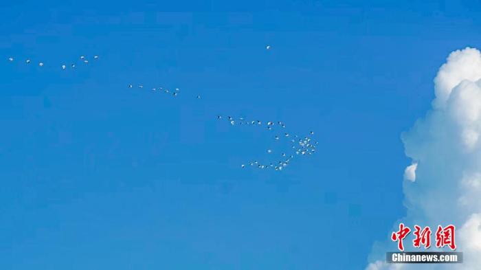 资料图：图为一群白鹭在空中翩翩飞舞 薛美丽 摄