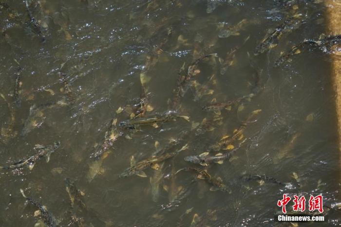 资料图：图为今年5月底到8月初，青海湟鱼洄游产卵 马铭言摄