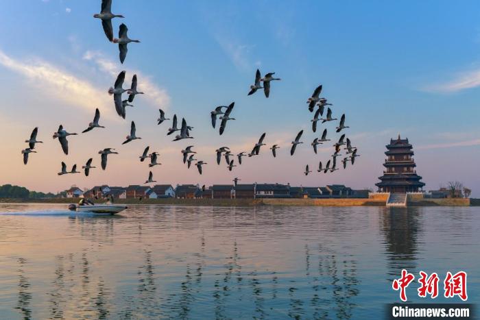 “退”“修”并举江苏盐城大纵湖成134种鸟类家园
