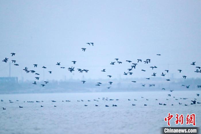 图为南大港湿地内的雁鸭群。　刘洵 摄