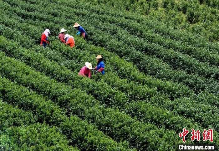茶叶成为山区振兴产业。　桐城市委宣传部供图