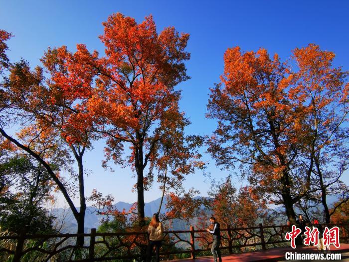 广州石门国家森林公园的红叶吸引市民观赏 广东省林业局 供图