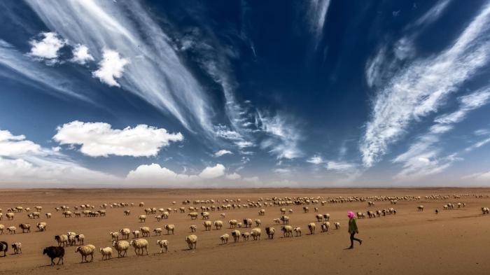 图为焦生福作品《穿越沙漠的羊群》。　青海省祁连山自然保护协会供图