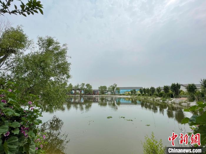 山东省齐河县大徐村原有池塘经过改造既有“风景”又得“钱景”。　齐河县委宣传部供图