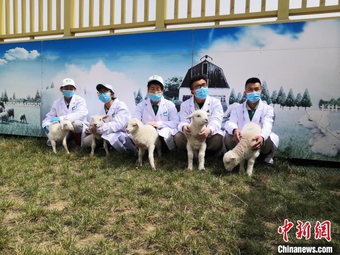 图为环县的大学生“羊倌”。(资料图) 环县宣传部供图