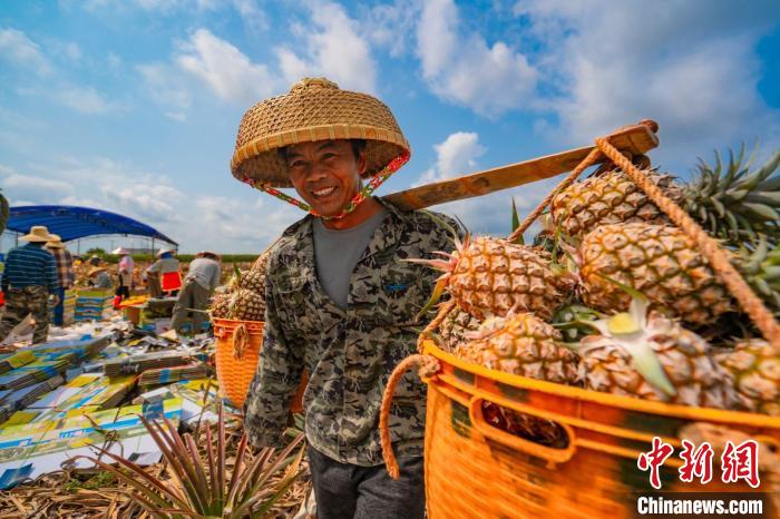 探访广东徐闻“菠萝的海”：价格稳定果农增产又增收