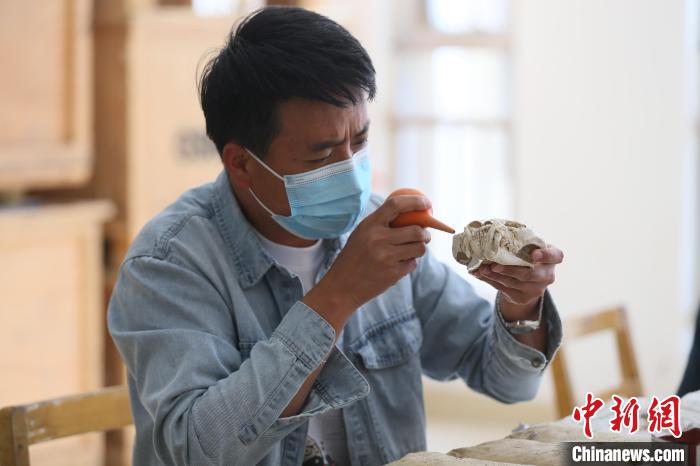 2022年5月24日，在临夏州和政县古生物化石博物馆内，工作人员在修补古化石。(资料图) 高展 摄